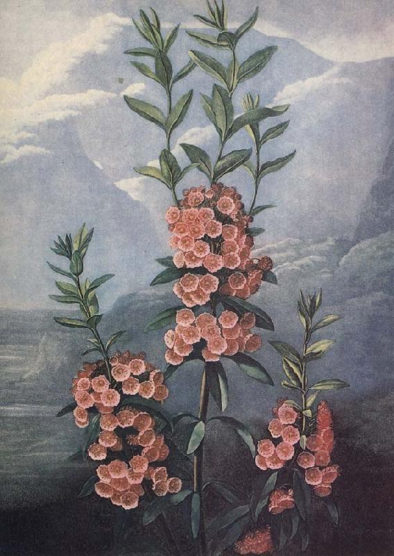 unknow artist slaktet kalmia ar uintergrona buskar med vackra blommor och dekorativt finns sju arter i stra nordamerika